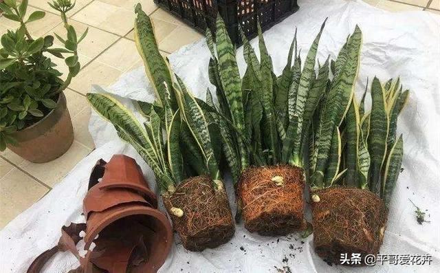 虎皮兰总烂根？别担心，把这“3种垃圾”垫盆里，再也不烂根！