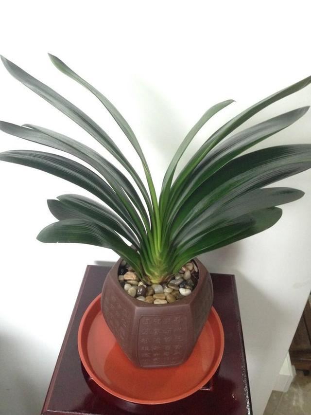 6种需要用小盆养的花，少浇水不烂根，开花多叶子常青