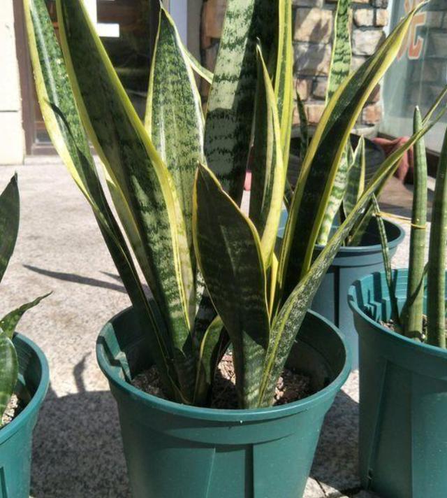 想要解决花草黄叶烂根问题，就往盆里添它们，土壤秒变透水透气