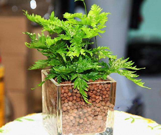 想要解决花草黄叶烂根问题，就往盆里添它们，土壤秒变透水透气