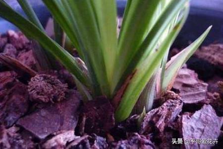 虎皮兰总烂根？别担心，把这“3种垃圾”垫盆里，再也不烂根！