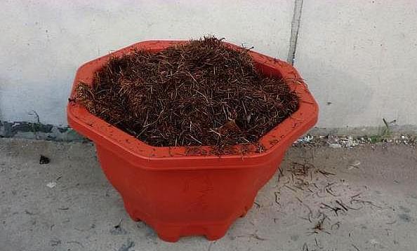 想要养好花就得会施肥，自己动手在家做，既实用环保又有趣