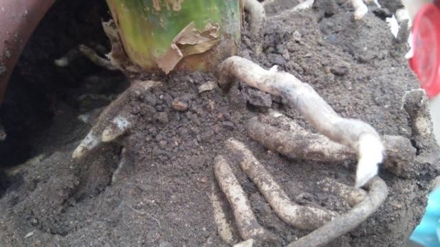 君子兰僵苗不开花，换个土、根系剪一剪，养出油绿漂亮好状态