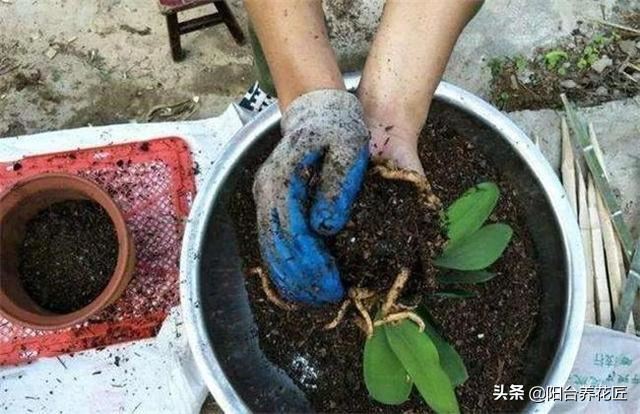 养花“换盆土”，往旧土里加几种“料”，旧土秒变“疏松营养土”