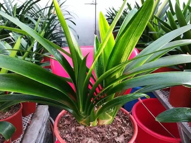 2种杂物放花盆里，养花很好，不生虫，土不板结，长势旺开花多