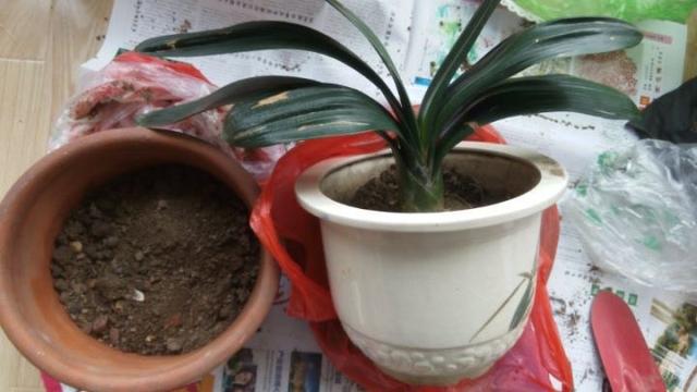 君子兰僵苗不开花，换个土、根系剪一剪，养出油绿漂亮好状态