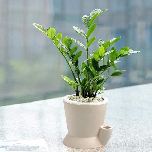 6种需要用小盆养的花，少浇水不烂根，开花多叶子常青