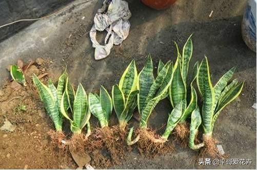 虎皮兰总烂根？别担心，把这“3种垃圾”垫盆里，再也不烂根！