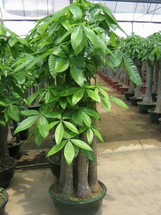 6种需要用小盆养的花，少浇水不烂根，开花多叶子常青