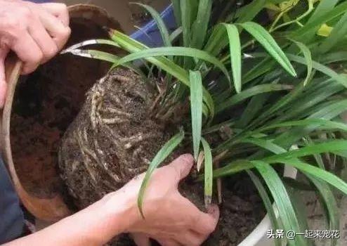 换盆的旧土不要扔，这样沤土比新土还要肥