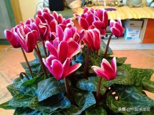 换盆的旧土不要扔，这样沤土比新土还要肥