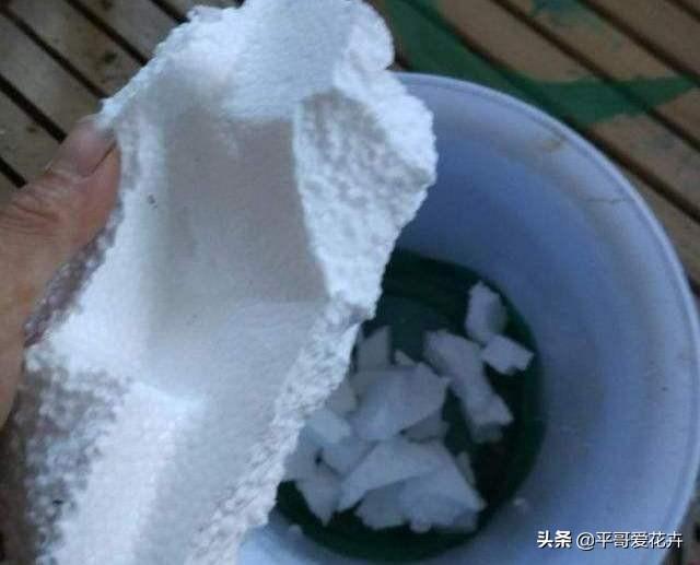 虎皮兰总烂根？别担心，把这“3种垃圾”垫盆里，再也不烂根！