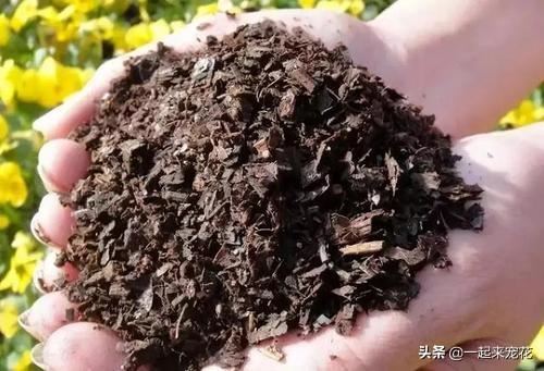 换盆的旧土不要扔，这样沤土比新土还要肥