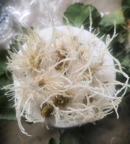 扦插天竺葵，用上1块“泡沫板”，生根速度快1倍，长满大白根