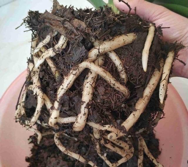 2种杂物放花盆里，养花很好，不生虫，土不板结，长势旺开花多