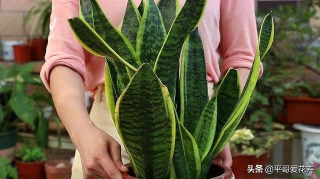 虎皮兰总烂根？别担心，把这“3种垃圾”垫盆里，再也不烂根！