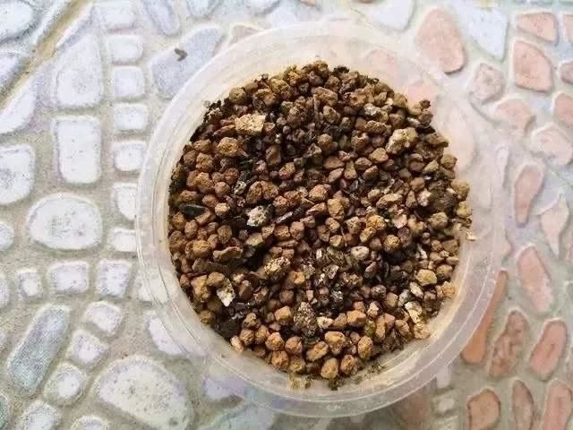2种杂物放花盆里，养花很好，不生虫，土不板结，长势旺开花多