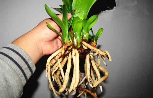 君子兰僵苗不开花，换个土、根系剪一剪，养出油绿漂亮好状态