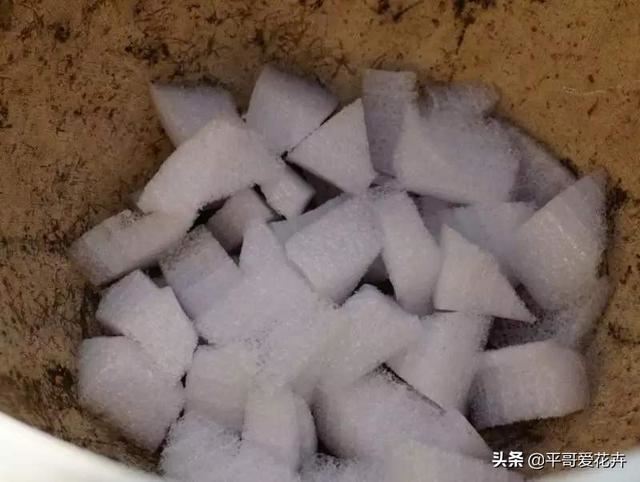 虎皮兰总烂根？别担心，把这“3种垃圾”垫盆里，再也不烂根！