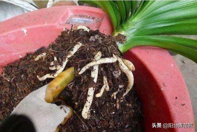 养花“换盆土”，往旧土里加几种“料”，旧土秒变“疏松营养土”