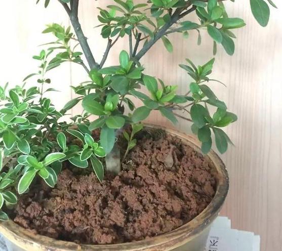 想要养好花就得会施肥，自己动手在家做，既实用环保又有趣