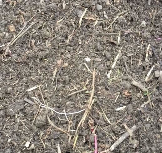 野外挖点腐叶土，都是养花的大肥土，啥花吃了都爆盆！