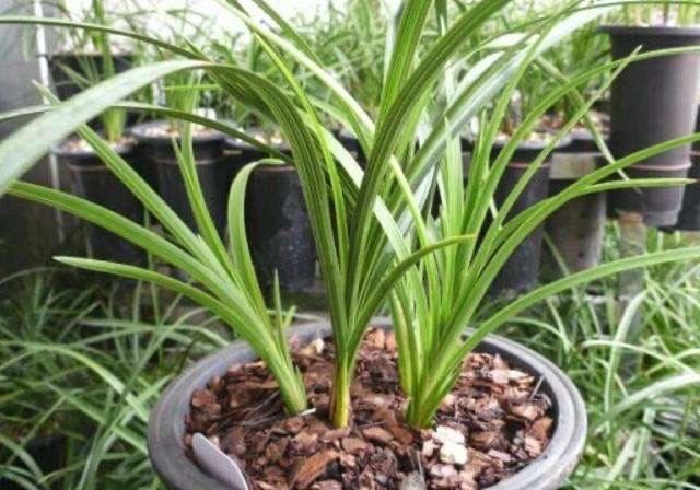 2种杂物放花盆里，养花很好，不生虫，土不板结，长势旺开花多