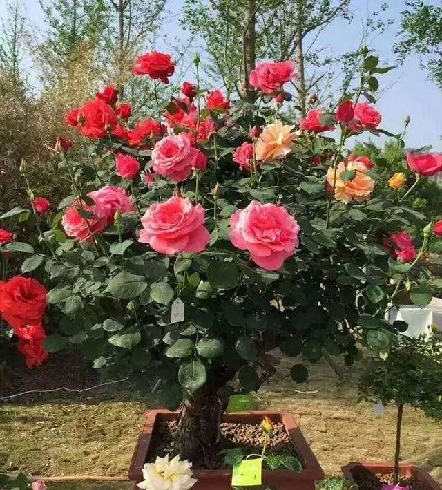 2种杂物放花盆里，养花很好，不生虫，土不板结，长势旺开花多
