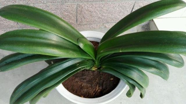 君子兰僵苗不开花，换个土、根系剪一剪，养出油绿漂亮好状态