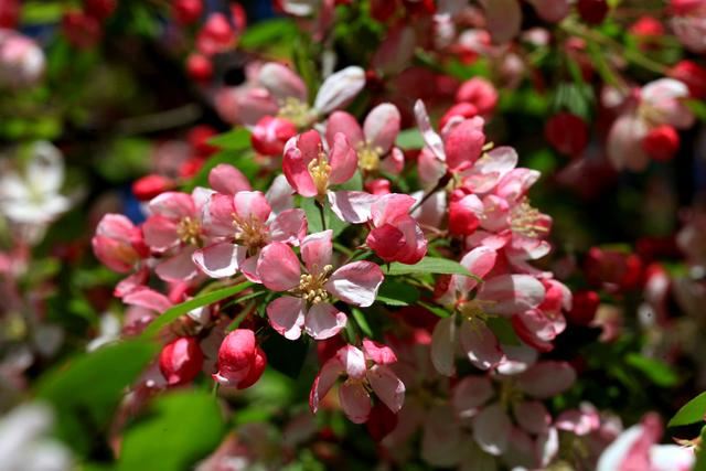 海棠花——学名：Malusspectabilis