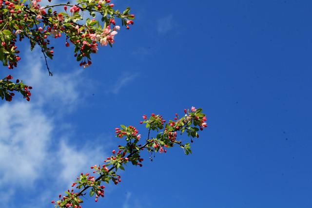 海棠花——学名：Malusspectabilis