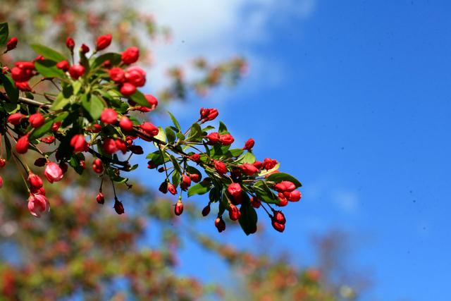 海棠花——学名：Malusspectabilis