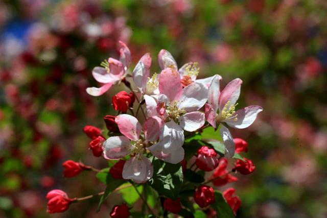 海棠花——学名：Malusspectabilis