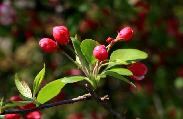海棠花——学名：Malusspectabilis