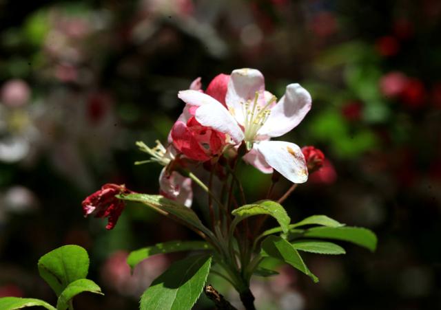 海棠花——学名：Malusspectabilis