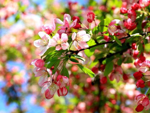 海棠花——学名：Malusspectabilis
