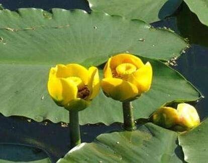 家里有闲置的桶，不如养一盆萍蓬草，开花好像一朵小莲花，可爱