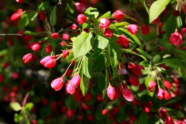 海棠花——学名：Malusspectabilis