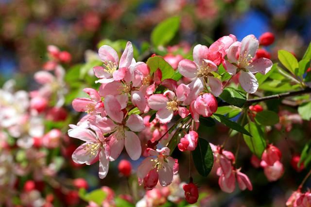 海棠花——学名：Malusspectabilis