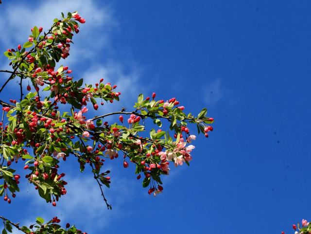 海棠花——学名：Malusspectabilis