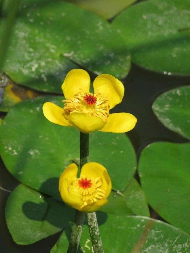 家里有闲置的桶，不如养一盆萍蓬草，开花好像一朵小莲花，可爱