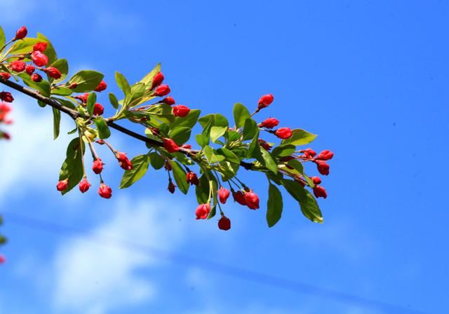 海棠花——学名：Malusspectabilis