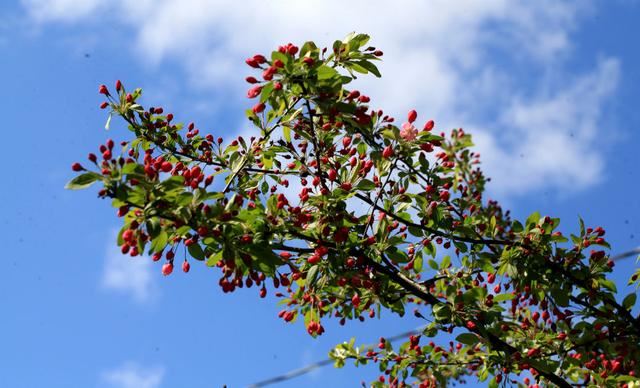 海棠花——学名：Malusspectabilis