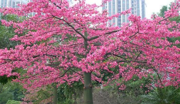 美人树开花姹紫嫣红的它是怎样的树木