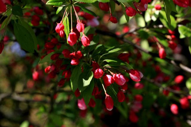 海棠花——学名：Malusspectabilis