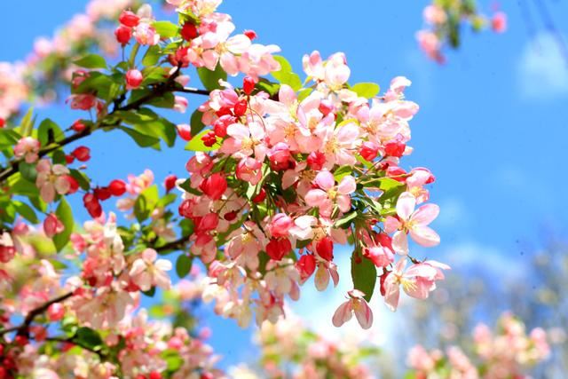 海棠花——学名：Malusspectabilis