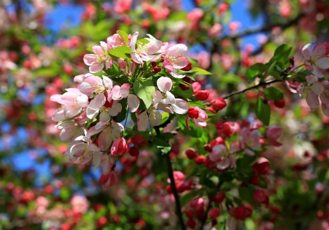 海棠花——学名：Malusspectabilis