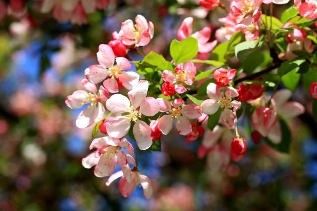 海棠花——学名：Malusspectabilis