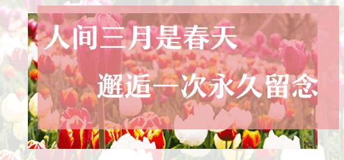 800亩花海最美赏花期来袭——周浦花海