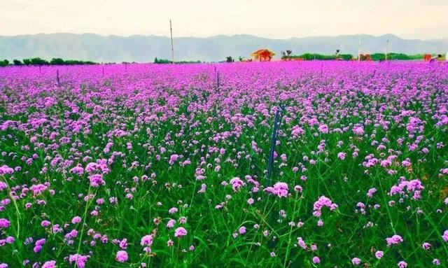 六月六•大坪凤园花海开园啦！